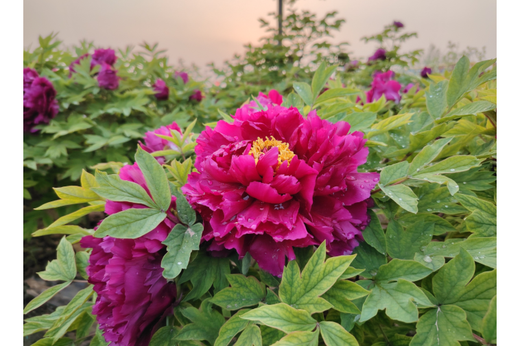 菏澤魯西新區(qū)：花海“鏈”就繁華產(chǎn)業(yè)